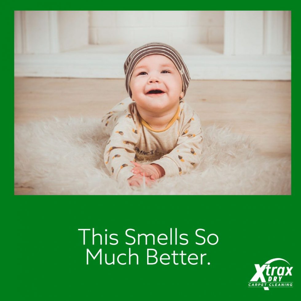 Chattanooga Carpet Cleaners 4237026496 Rug Cleaning Service